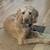 $35.00/Night Dog Boarding - Cozy Stays & Belly Rubs! 5 thumbnail