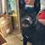 Jake looking for home! pitbull mix in long beach 1 thumbnail