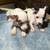 Mini chihuahuas 2 thumbnail