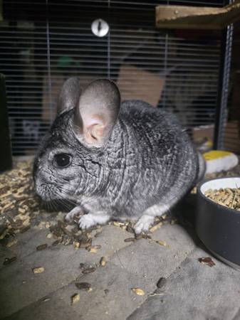 Chinchillas 1
