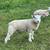 Texel ram 3 thumbnail