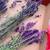 Lavender flower. Decorate or use tea, make soap, gift... 2 thumbnail