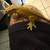 Crested Geckos 7 thumbnail