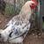 Roosters (friendly) 5 thumbnail