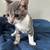 Kittens need a home 3 thumbnail