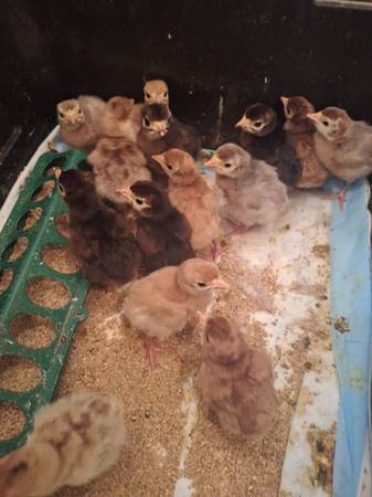 Turkey poults 1