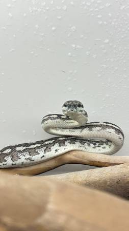 Female coastal carpet python 1