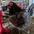 Laying Hens 1 thumbnail