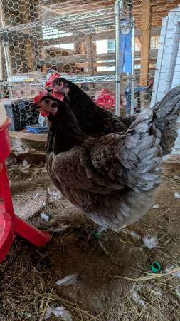 Laying Hens 1