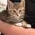 Tabby kitten 1 thumbnail