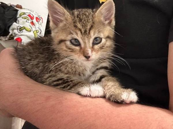 Tabby kitten 1