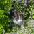 Kittens 2 thumbnail