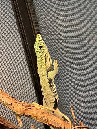 Day Gecko 1