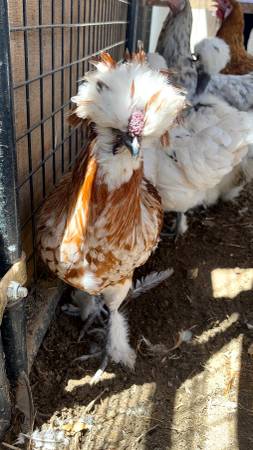 Started Polish and Silky chickens 1
