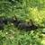 Champagne d'argent meat Rabbits, full pedigree, bucks does 4 thumbnail