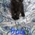 Free kittens 6 thumbnail