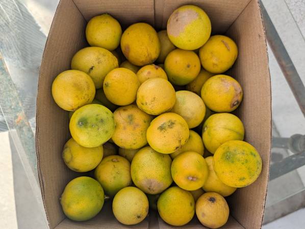 Organic limes 1