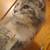 Fixed old lady kitty 2 thumbnail