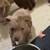 BULLY PUPPY 3 thumbnail