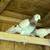 Pigeons 4 thumbnail