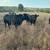 200 Bred cows 4 thumbnail