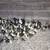 2-3 week old ducklings 2 thumbnail