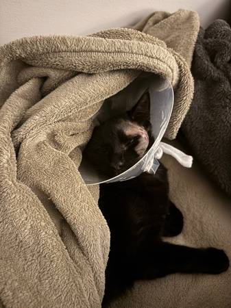 Lost black cat (West seattle)63949211052419121