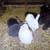 Bunnies 3 thumbnail