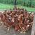 Chickens 2 thumbnail