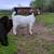 Boer Doeling 1 thumbnail