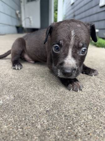 Blue Pitbull Puppies (Lafayette)63680163357953121