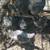 Chicks 1 thumbnail