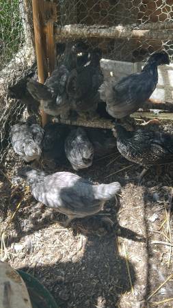 Chicks 1