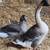 Goose Pair 2 thumbnail