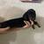 Dachshund 1 thumbnail