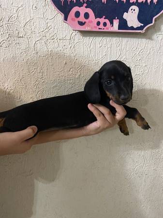 Dachshund 1