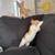 Kitties 12 thumbnail