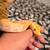 albino burmese python 4 thumbnail