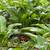 Comfrey plants- Bocking 14 Russian ( boneknit) 5 thumbnail