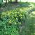 Evening Primrose 1 thumbnail