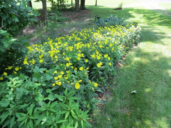 Evening Primrose 1