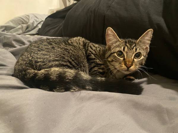 6 Month old Kitten (Capital Hill)
