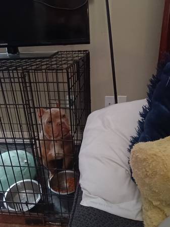 Missing dog 1