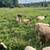 Dorper ewe lambs 3 thumbnail