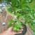 Meyer lemmon tree 3 thumbnail