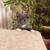 Scottish kittens 1 thumbnail
