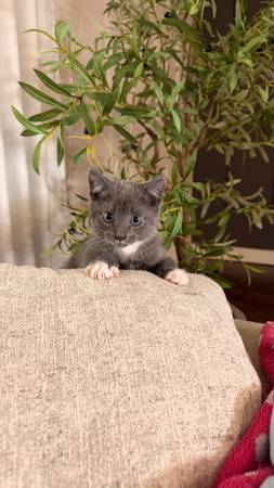 Scottish kittens 1