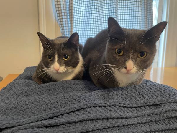 Missing Cat!!! (oakland lake merritt / grand)64277580541186122