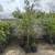 Cedar elm trees 7gallon 1 thumbnail