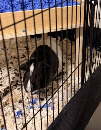 Guinea Pig 1